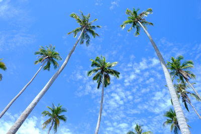 Low angle view of coconut palm trees against blue sky