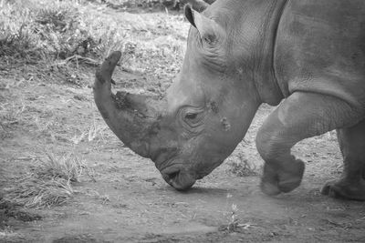 Black rhinoceros headshot