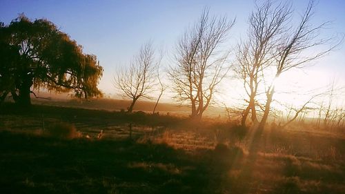 Bare trees on field