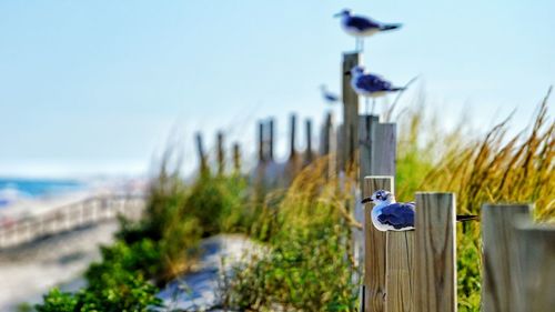 Close-up of road sign against clear blue sky