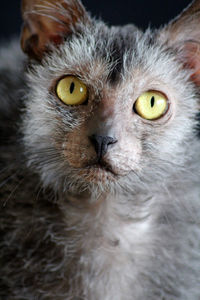 Close-up portrait of a cat