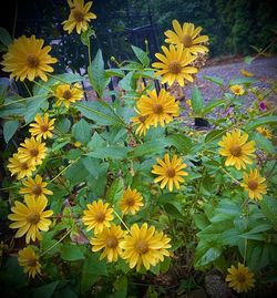 flowering plant