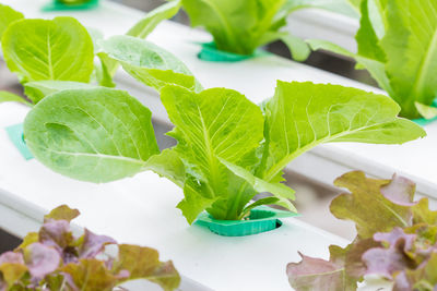 Close-up of green leaves on table