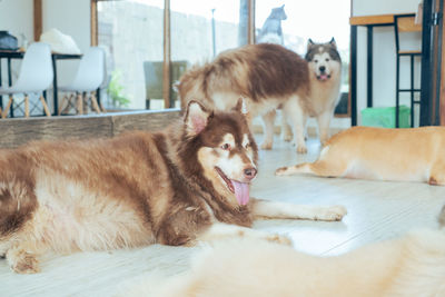 Side view of dog looking away