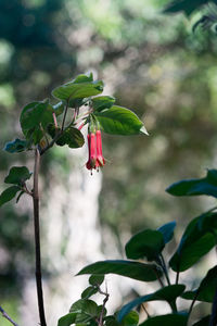 Close-up of red flowering plant