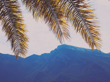 Pine trees on snowcapped mountains against sky