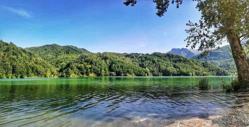 Scenic view of lake in forest against sky