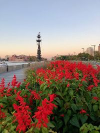 Red flowering plants against sky during sunset