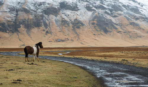 Horse standing on a land