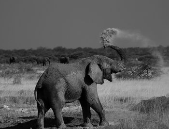 Elephant standing on field against sky