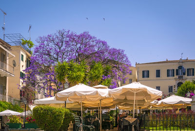 Purple flowering plants and buildings against blue sky
