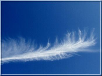 Low angle view of trees against blue sky