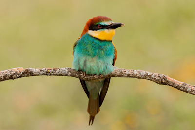 Close-up of bird perching on branch