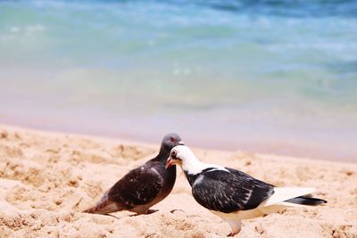 View of birds on beach