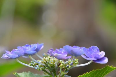 Close-up of purple flowering plant