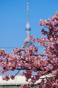 Low angle view of cherry blossoms against sky