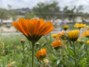 Close-up of orange flower on field