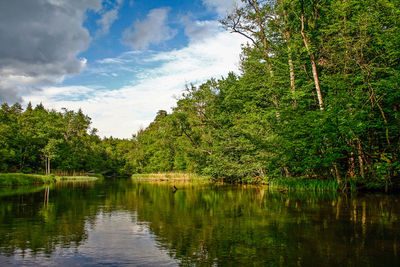 Scenic view of lake in forest against sky