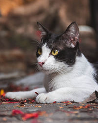 Close-up portrait of a cat