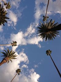 Low angle view of coconut palm tree against sky