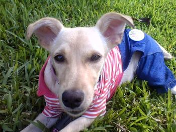 Close-up portrait of dog on field