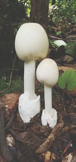 Close-up of mushroom growing on field