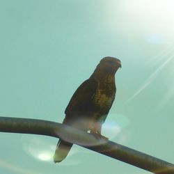 Low angle view of bird perching against clear sky