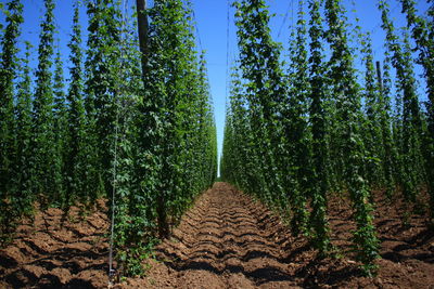 Panoramic view of trees in forest against sky