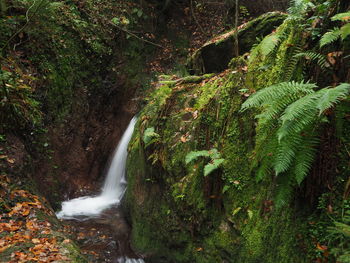 Scenic view of waterfall in forest