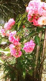 Close-up of pink flowers