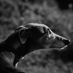 Close-up of dog