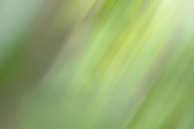 Full frame shot of green leaf