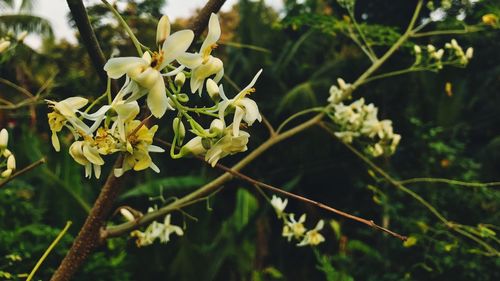 Close-up of fresh green tree