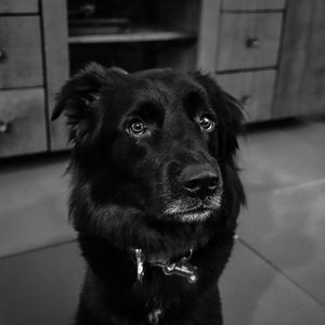 Close-up portrait of dog