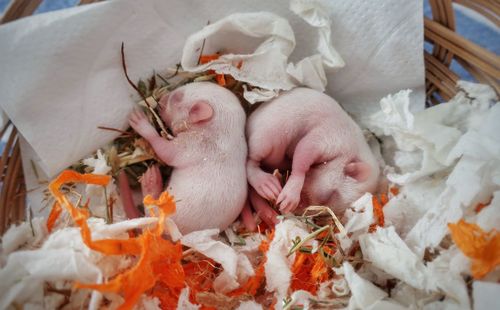 High angle view of a gerbil