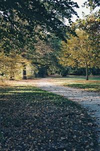 Surface level of road amidst trees during autumn