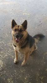 Portrait of dog standing in water