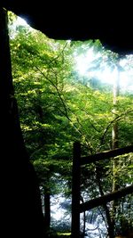 Reflection of trees on glass window