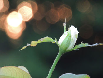 Close-up of flowering plant leaves