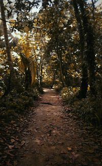 View of trees in sunlight