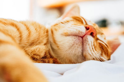 Close-up of cat lying on bed