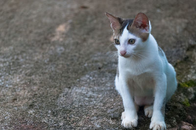 High angle view of cat sitting on road