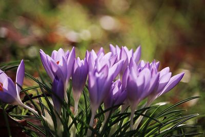 Close-up of purple crocus flowers