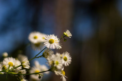 Close-up of fresh flowers