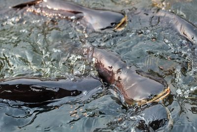 Fish swimming in sea
