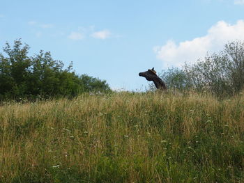 View of an animal on grass