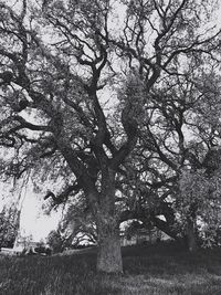 Low angle view of tree against sky