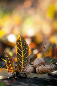 Close-up of autumn leaves