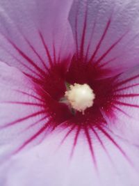 Close-up of pink hibiscus