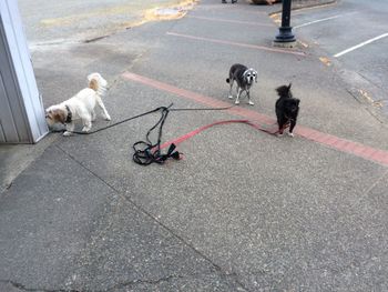 High angle view of dog on street